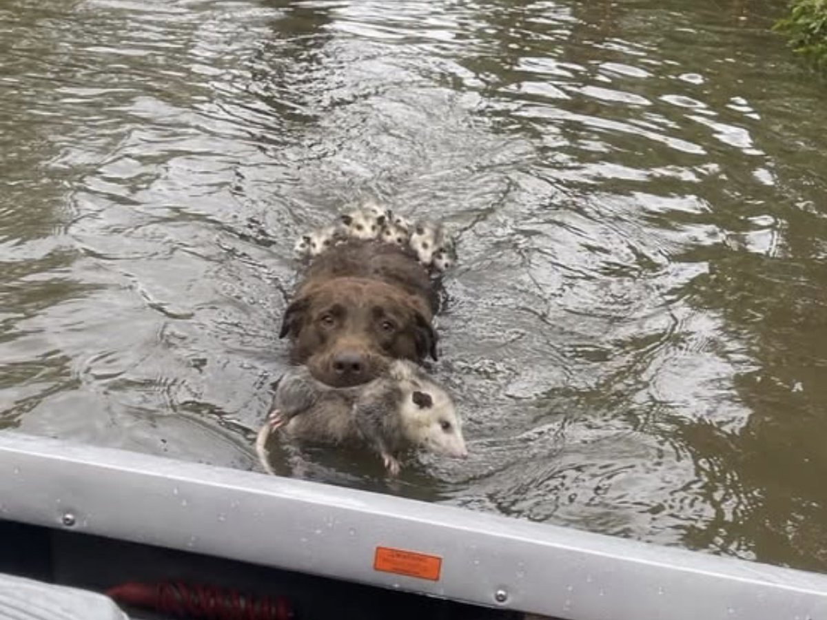 feelgoodtale's tweet photo. Rescuers couldn’t believe their eyes when a dog swam toward them, with an entire possum family clinging to his back.

During a flood rescue, crews were moving through the rising water, checking homes and helping families get to safety. Most people had already been evacuated, but rescuers were still watching for pets and animals left behind.

That’s when they saw a dog paddling toward the boat.

At first, they thought he was alone. Then they looked closer. He had a momma possum gently held in his mouth, while several more tiny possums clung to his back, soaked and shaking as he fought through the water.

Rescuers pulled him into the boat first, then carefully lifted each possum off him one by one. Nobody knows how the dog found them or why he decided to help, but one thing was clear. He had been swimming with them for a long time.

Rescuers went out looking for survivors, and found a dog who had become a lifeboat for a family smaller than his own.
