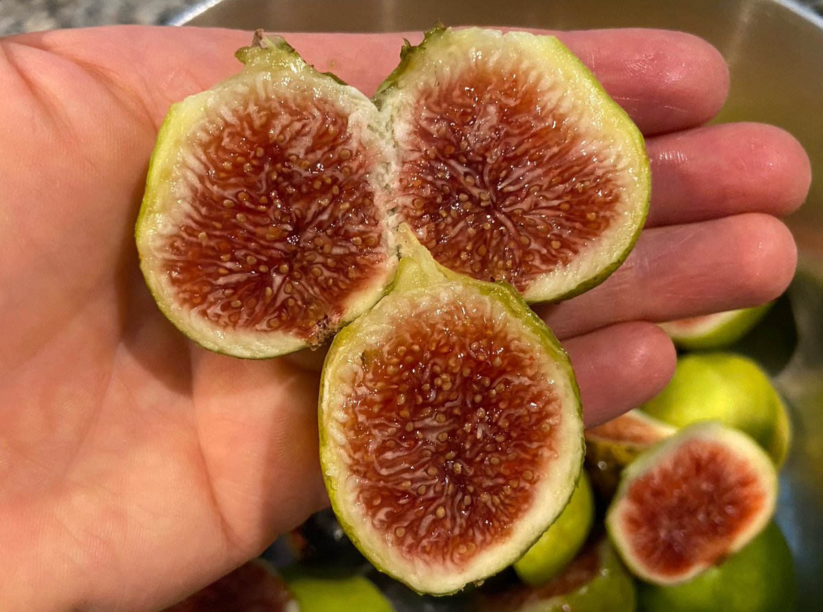 NCGardening's tweet photo. Heat wave upside: REALLY GOOD FIGS! You can always turn a negative into a positive if you set yourself up for success 😎
———
#fruittrees #gardening #heatwave https://t.co/wHXHgUSUar