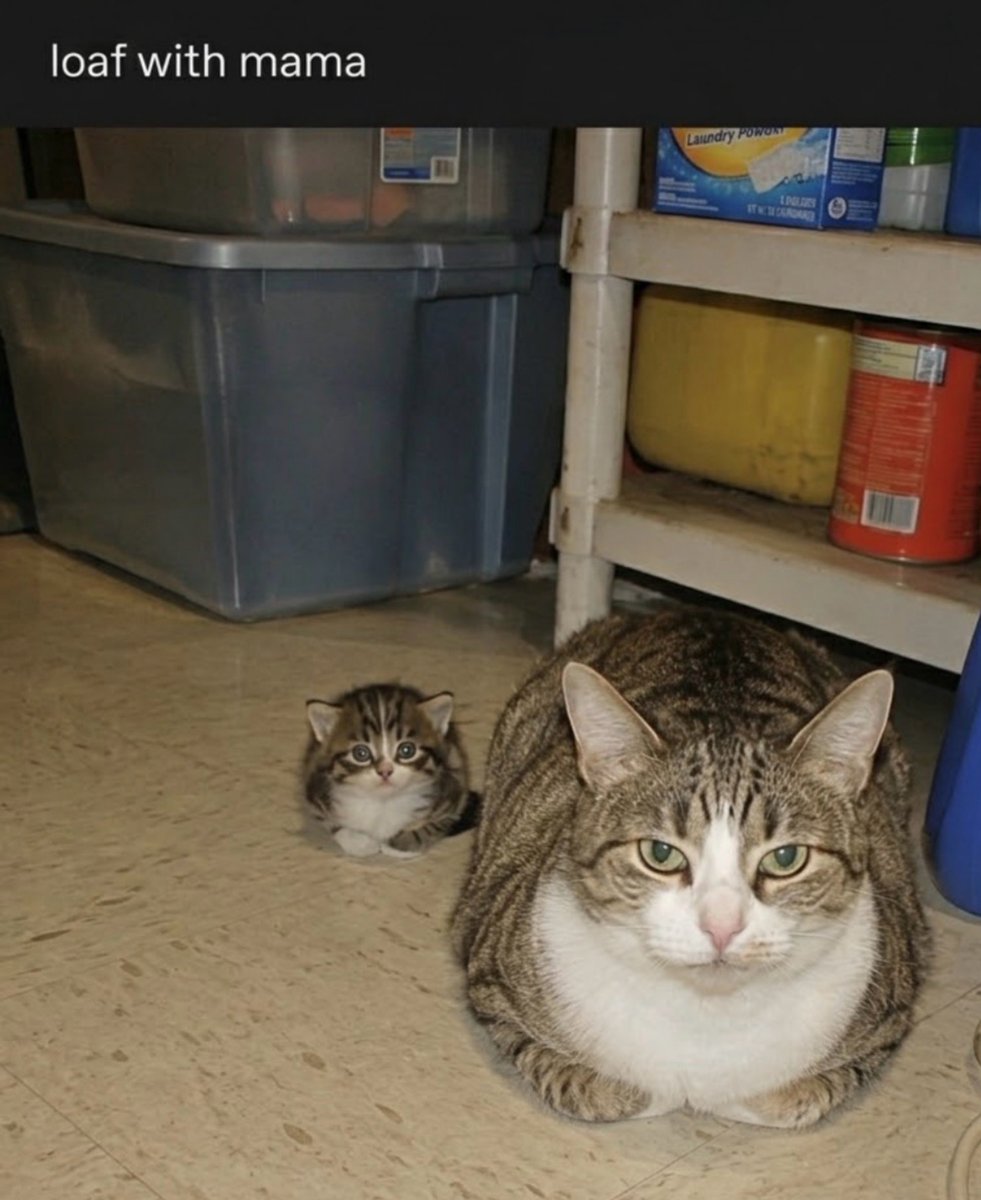 Arzoo4560's tweet photo. Loaf with mama : https://t.co/0nIaReCwg9