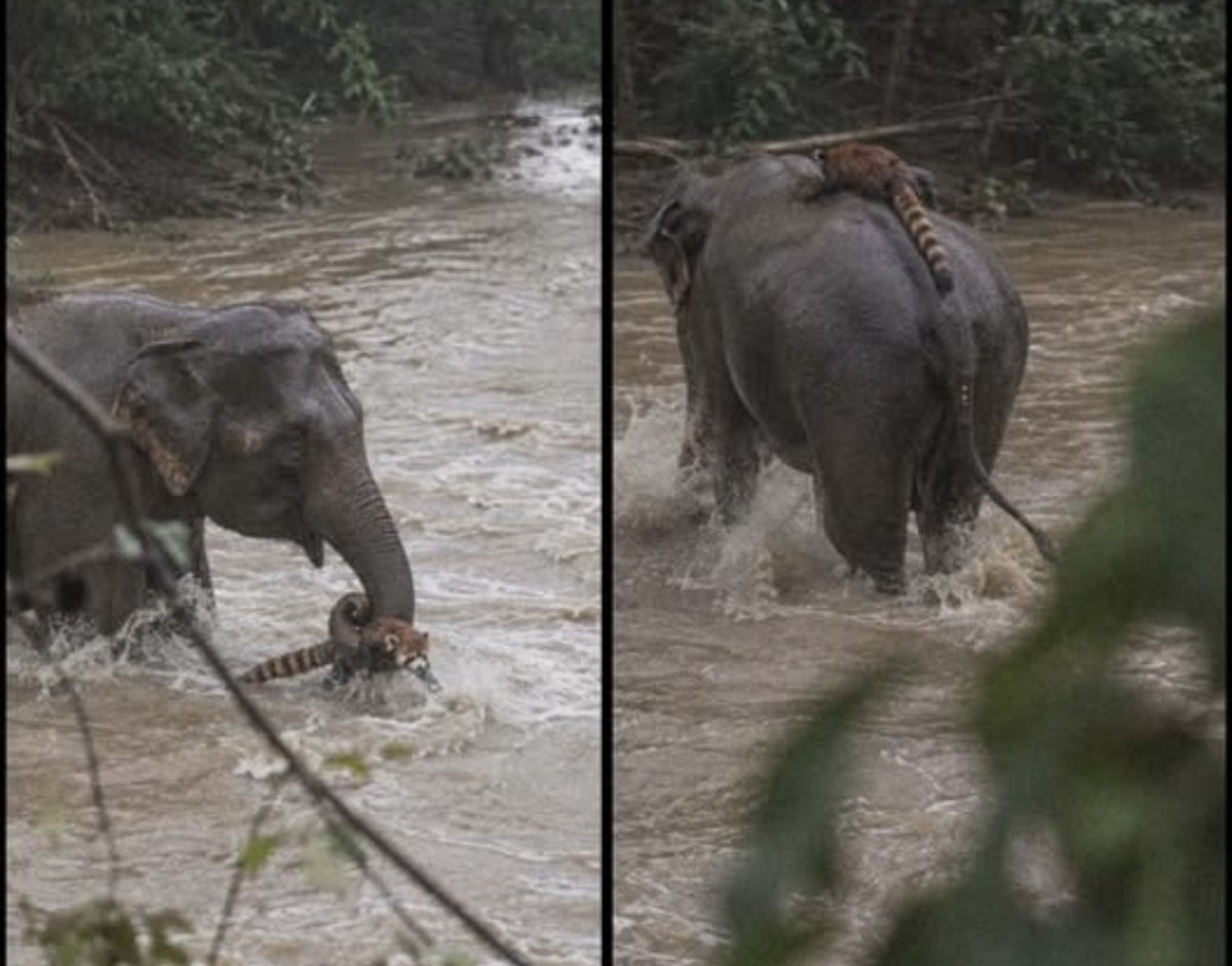 feelgoodtale's tweet photo. After heavy flooding hit parts of Nepal, rescue teams were searching through flooded roads and riverbanks, looking for anyone still trapped by the strong current.

That’s when one volunteer noticed something moving through the water. It was a wild elephant fighting against the current, moving slowly but firmly through the flood.

A few feet ahead, a red panda was struggling in the water, too small to fight the pull on its own. The elephant reached it just in time, gently lifted it with its trunk, and helped place the soaked red panda onto its back before walking toward higher ground

The volunteer said the moment stayed with him because the elephant did the same thing rescuers were trying to do that day. It reached out to help another life in danger.

He said the saddest and most beautiful part of disasters is that everyone comes together, sometimes even the animals.
