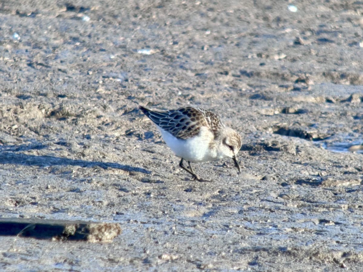daveliverbirder's tweet photo. Evening #waderfest on #patchbirding Swift, 6 Avocet, 600+ Ringo, Whimbrel, 2 Com Sand, Greenshank, 12 Turnstone, Knot, 21+ Curlew Sand, 80+ Sanderling, 1k Dunlin, 3+ Little Stint, Kingfisher, Hobby, 3 Peregrine, 2 Tree Sparrow, 8 Yel Wag. Shame the light was so harsh for ๐ท ๐คช https://t.co/I3JtylkrQG
