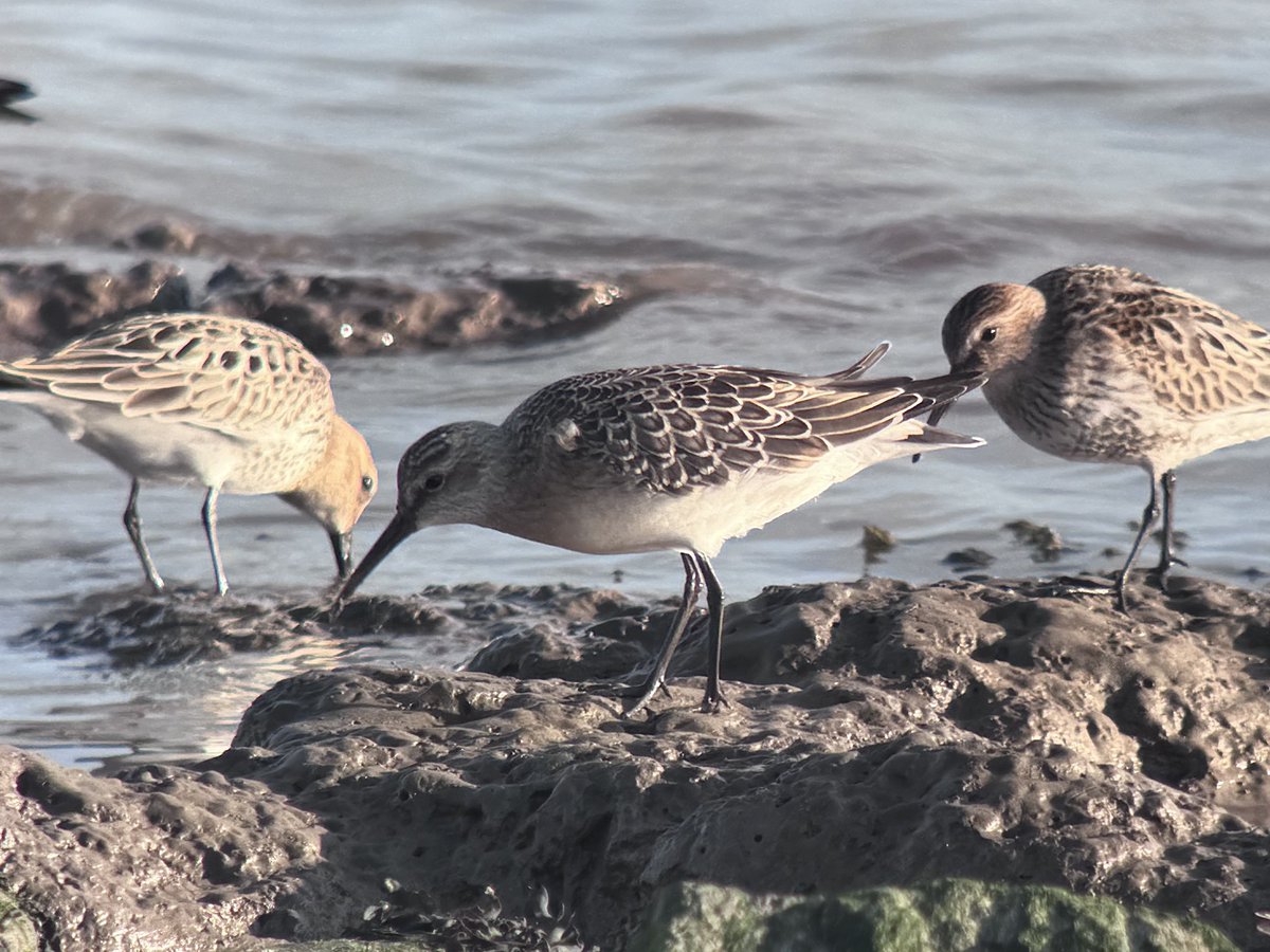 daveliverbirder's tweet photo. Evening #waderfest on #patchbirding Swift, 6 Avocet, 600+ Ringo, Whimbrel, 2 Com Sand, Greenshank, 12 Turnstone, Knot, 21+ Curlew Sand, 80+ Sanderling, 1k Dunlin, 3+ Little Stint, Kingfisher, Hobby, 3 Peregrine, 2 Tree Sparrow, 8 Yel Wag. Shame the light was so harsh for ๐ท ๐คช https://t.co/I3JtylkrQG