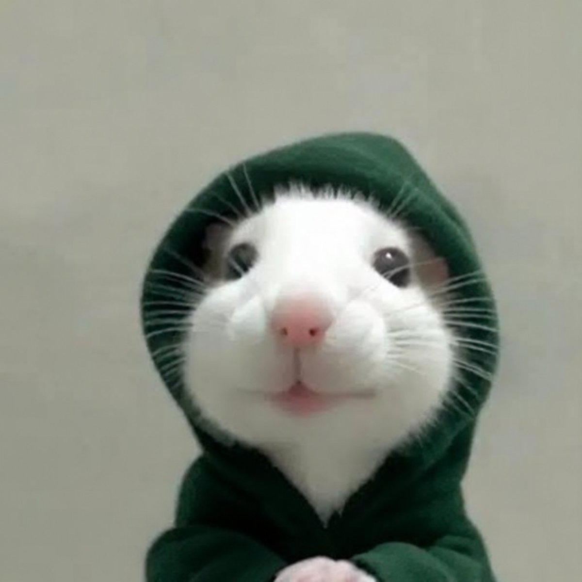 rhhoodrat's tweet photo. We didn't choose the hood, the hood chose us.

$hoodrat on robinhood

Self explanatory.

0x275bd09e2dd9ea3da99e9160277d8691e33f47fa https://t.co/vyBonyZ5jK