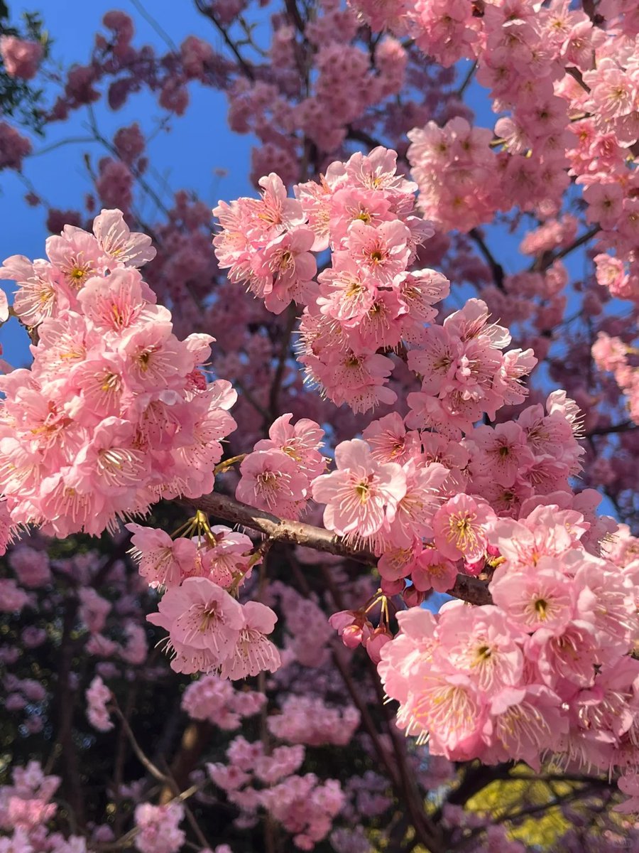 valentinamont43's tweet photo. Spring breeze brings cherry blossoms in full bloom—sunshine + pink petals = perfect weekend vibes! ， https://t.co/k4wxMGEDUT