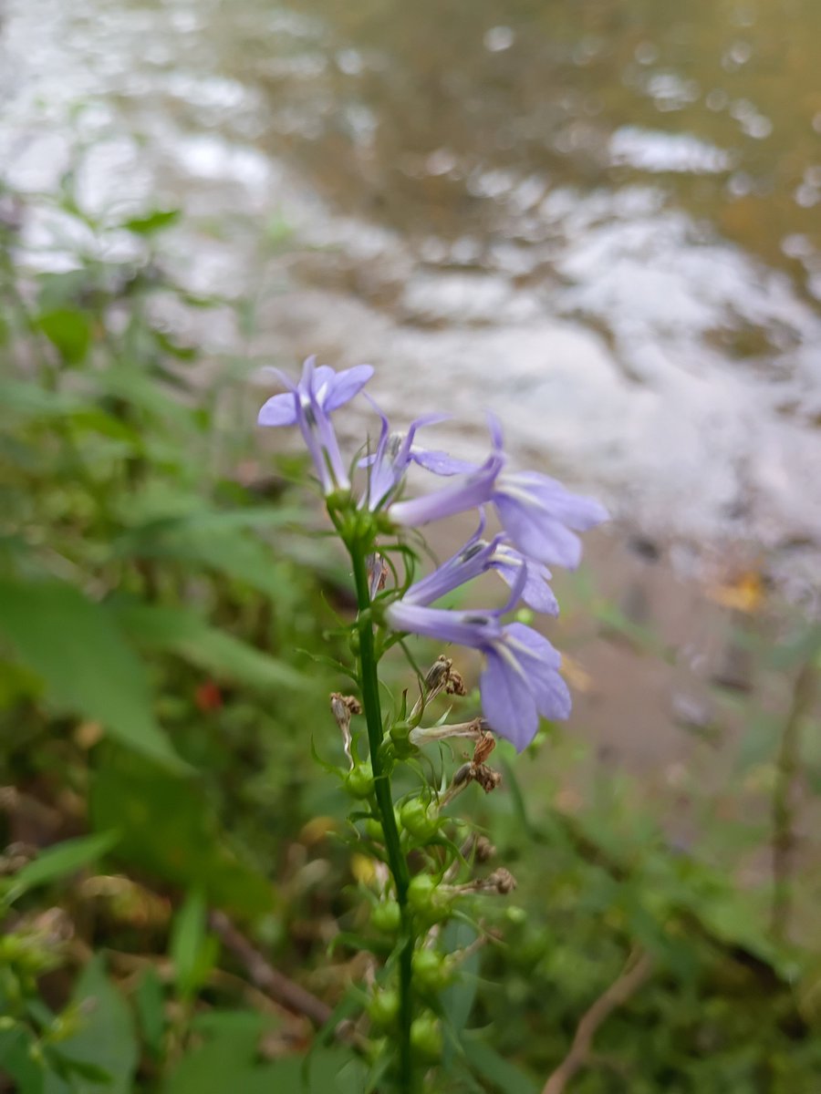 AccursedChrono's tweet photo. At river after rainstorm https://t.co/4Gfc8nNLoc
