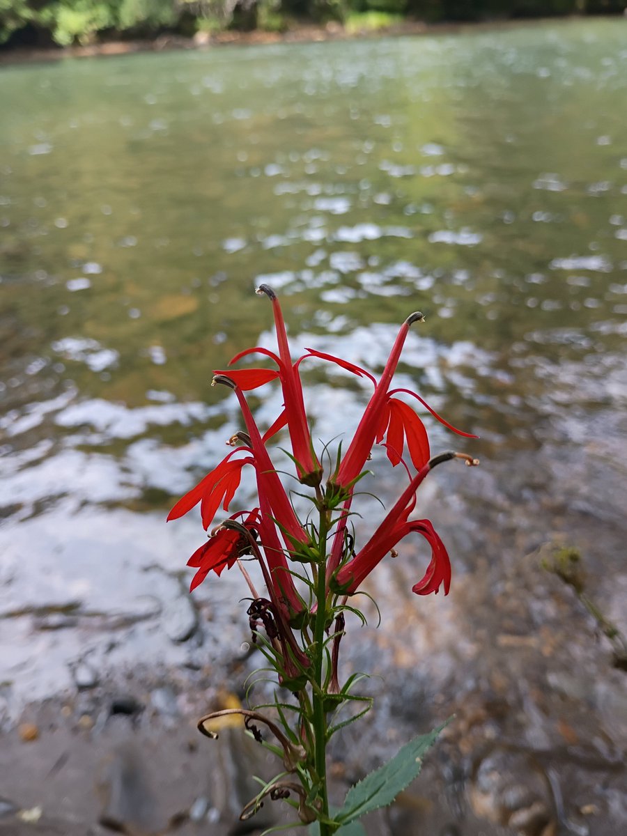 AccursedChrono's tweet photo. At river after rainstorm https://t.co/4Gfc8nNLoc