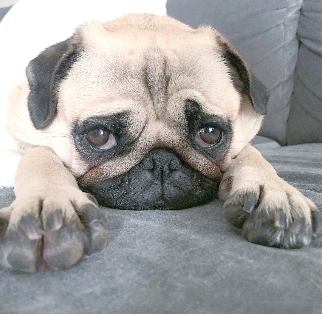 BurakDemirrdne's tweet photo. My tiny pup just curled up on my lap, warm tail tapping softly—this quiet, cozy moment is all I need to get through the week. https://t.co/VE52CQTfnl