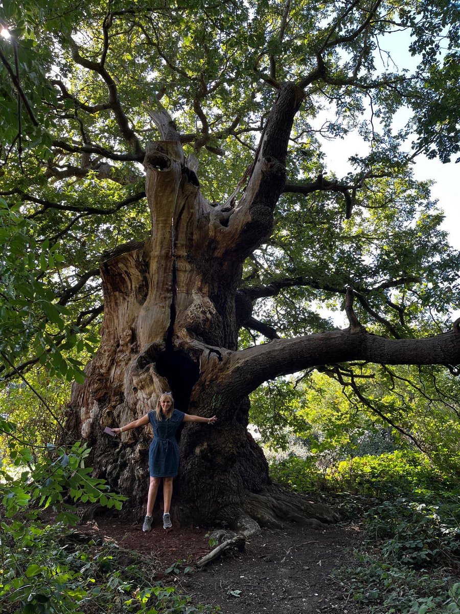 AAJWatson67's tweet photo. @TheKentAcorn this was taken this morning at  Lullingstone Park- how old do you think this Oak is? https://t.co/PcHAEZQFKe