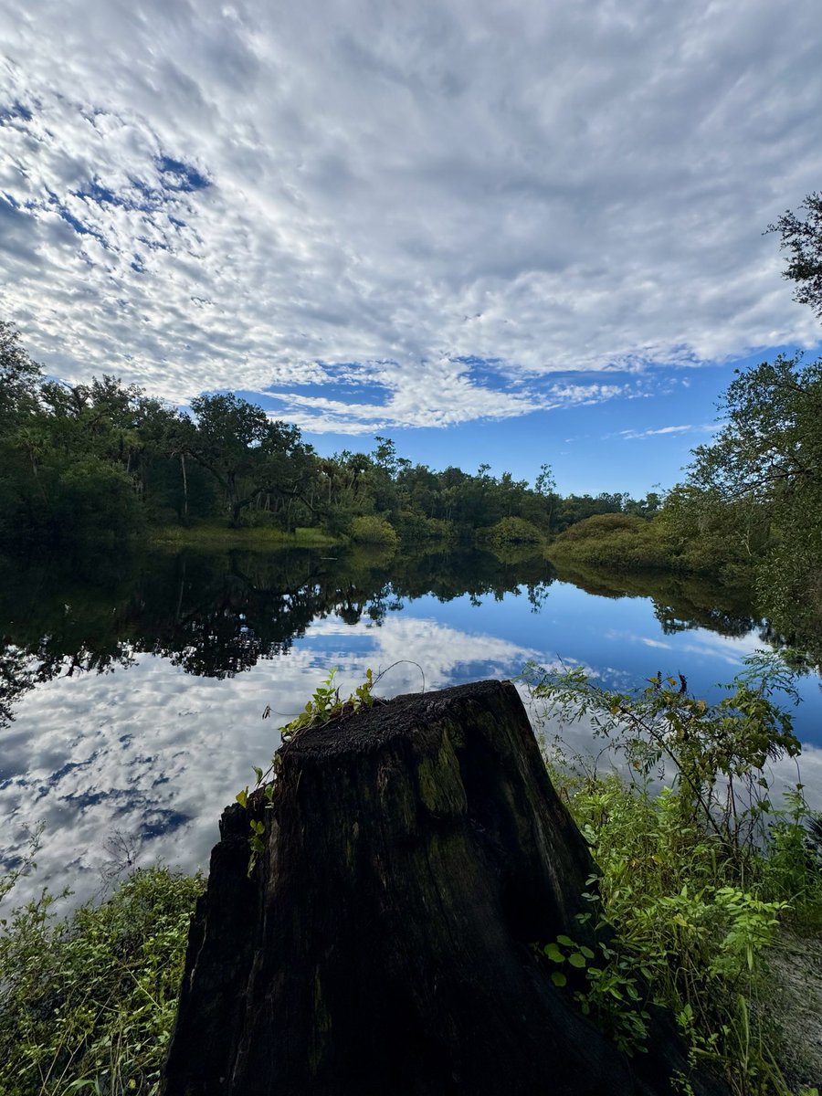 dolbyl's tweet photo. “The clearest way into the Universe is through a forest wilderness.”
-John Muir 🌳🦌
#optoutside #getoutside #lovefl #nature #naturephotography #floridatrails https://t.co/SFS9FuR3Xc