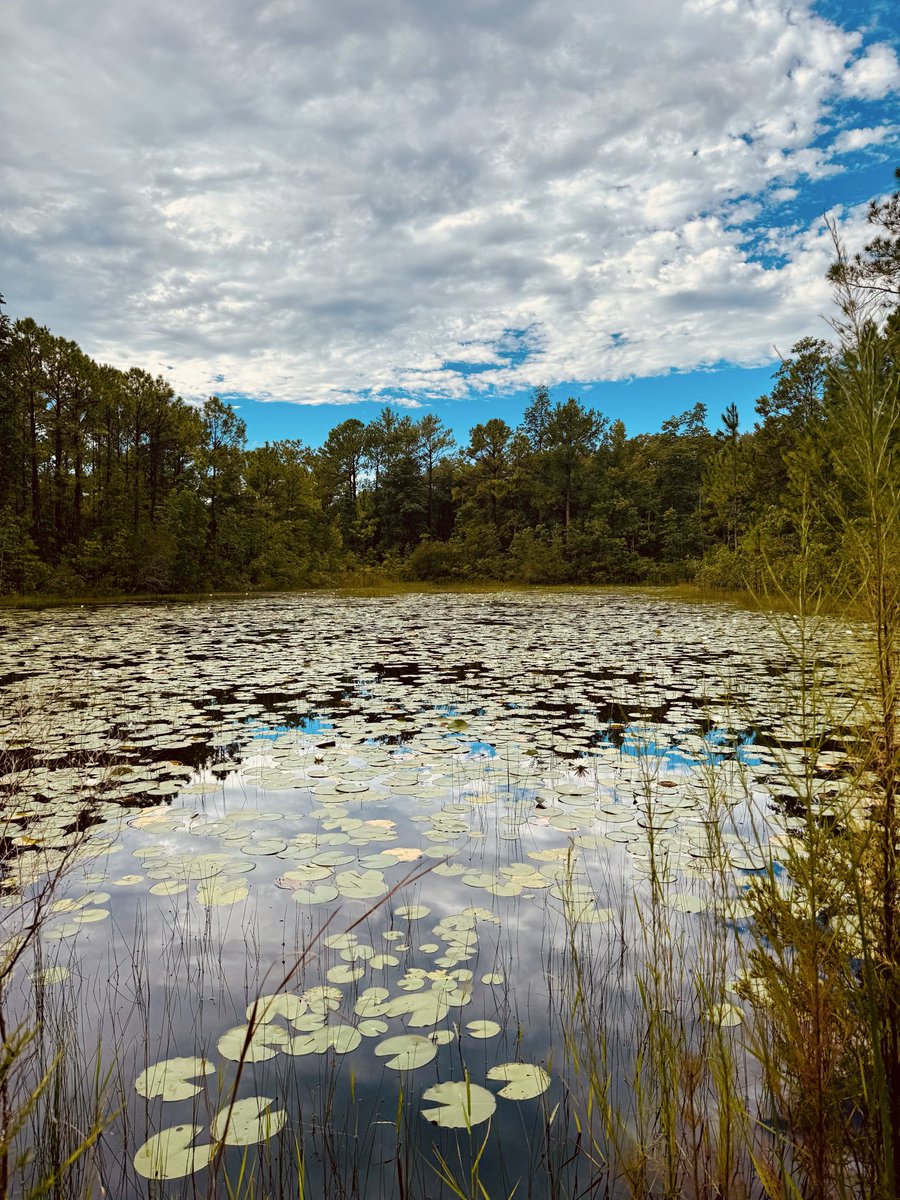 dolbyl's tweet photo. “The clearest way into the Universe is through a forest wilderness.”
-John Muir 🌳🦌
#optoutside #getoutside #lovefl #nature #naturephotography #floridatrails https://t.co/SFS9FuR3Xc