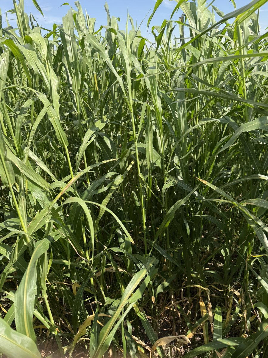 ksplainsfarmer's tweet photo. Will have some sorghum x sudan for sale south of Oakley. Laying it down now. Will possibly have a little over 400 acres to move. $150/ton sitting in the field, have trucks available to haul. Shoot me a message if interested https://t.co/NNG5sPg1k6