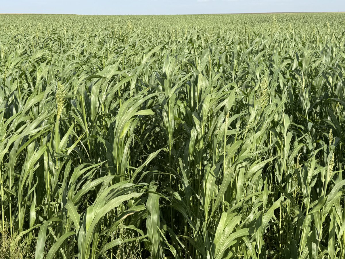 ksplainsfarmer's tweet photo. Will have some sorghum x sudan for sale south of Oakley. Laying it down now. Will possibly have a little over 400 acres to move. $150/ton sitting in the field, have trucks available to haul. Shoot me a message if interested https://t.co/NNG5sPg1k6