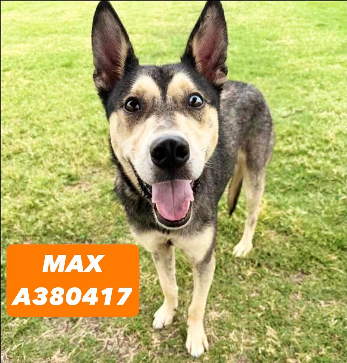 Danawb26's tweet photo. To the AWFUL person who adopted gorgeous MAX, only to return him back to the KILL SHELTER… sure hope you’re having a nice holiday weekend… because MAX #A380427 sure isn’t!!! 😭😡

You  shot this boy up to the top of the EUTH list by surrending him to a kill shelter!! You couldn’t even show him love or compassion in your final moments with him.💔

So while you enjoy your long weekend, precious MAX is just hoping he SURVIVES the weekend!!! 💔⏳☠️

PLZ keep sharing his sweet face!! Adopt, foster or pledge for MAX!! He needs us, y’all!😔
#CorpusChristiACS