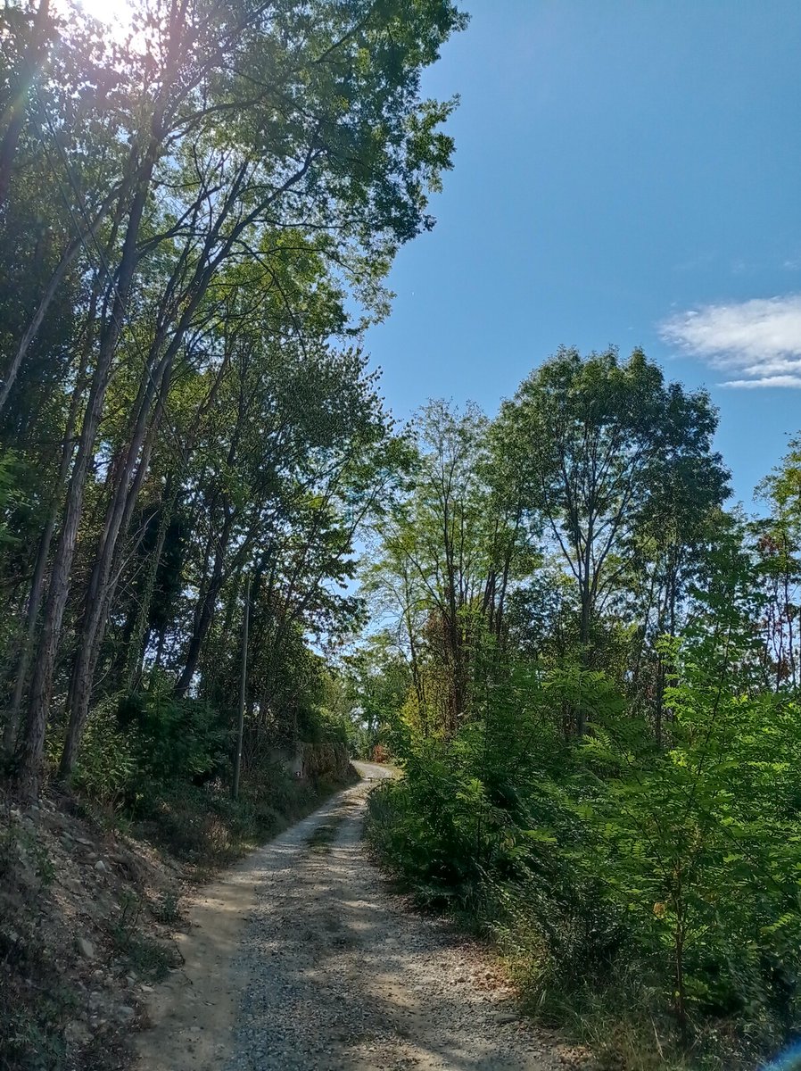 luca_bergamasco's tweet photo. #ForestFriday #tree #TreeClub #TheRoad https://t.co/Nx1e9MB8Xh