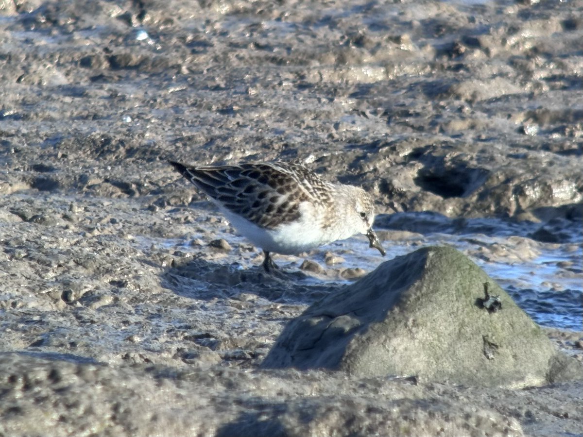 daveliverbirder's tweet photo. All of the #waders on #patchbirding were very flighty with a few Peregrine knocking about. It was amazing how quickly the #LittleStint melted away into the masses of other waders before popping up again. Hopefully better light in the morning 😁 https://t.co/Sdp96XNHjf