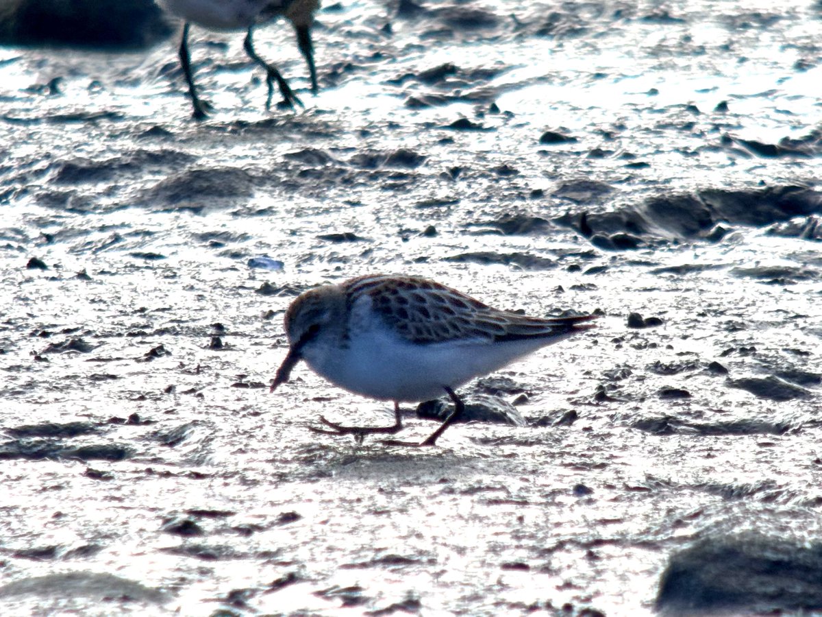 daveliverbirder's tweet photo. All of the #waders on #patchbirding were very flighty with a few Peregrine knocking about. It was amazing how quickly the #LittleStint melted away into the masses of other waders before popping up again. Hopefully better light in the morning 😁 https://t.co/Sdp96XNHjf