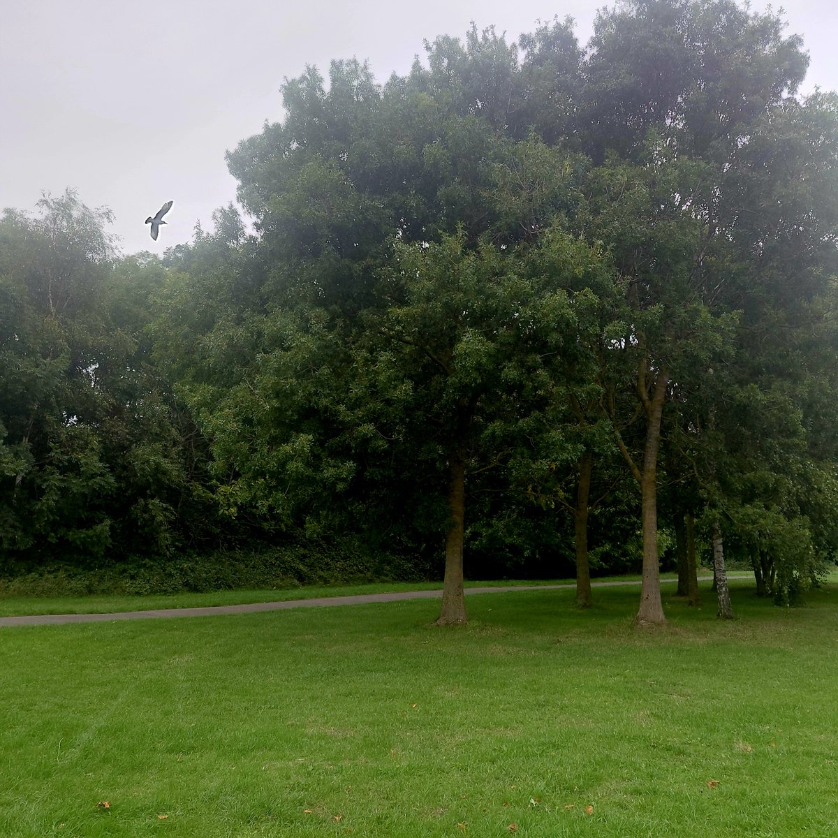 ZoeMillerAuthor's tweet photo. A little dull and grey after some brief sunshine this evening, but thankfully it was still warm. Spot the bird! #200daysofwalking #round6crew #300daysofwalking https://t.co/B0hQt8MA4c