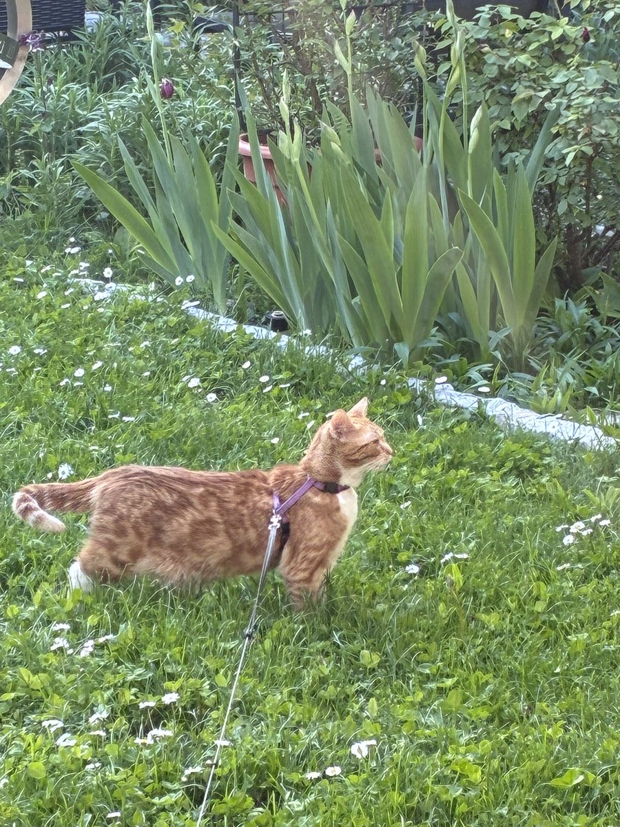 sunny_Simmering's tweet photo. @Babykatzi Funktioniert bei mir und Rosi auch sehr gut! Wenn sie  merkt, dass sie damit mit darf, wirds klappen, wirst sehen! https://t.co/qvq4udvC9W