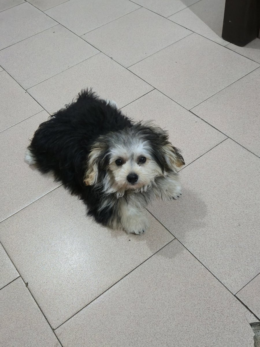 itsHaywirefr's tweet photo. bought a dog today , her name is Coco and she's the most adorable baby ever 
😍❤️ 
newest member of the family https://t.co/jcDXoY3qBu
