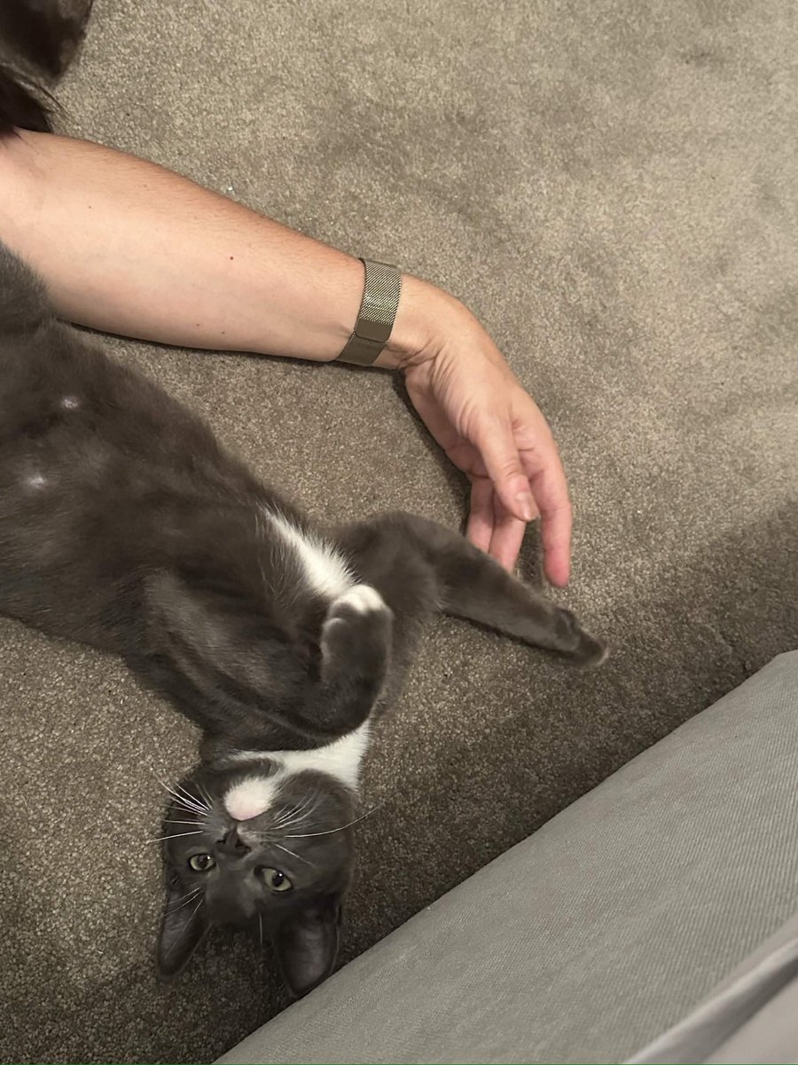 Flolovesoasis's tweet photo. Hi cat named schpood #schpood https://t.co/rnXQo0aJBg