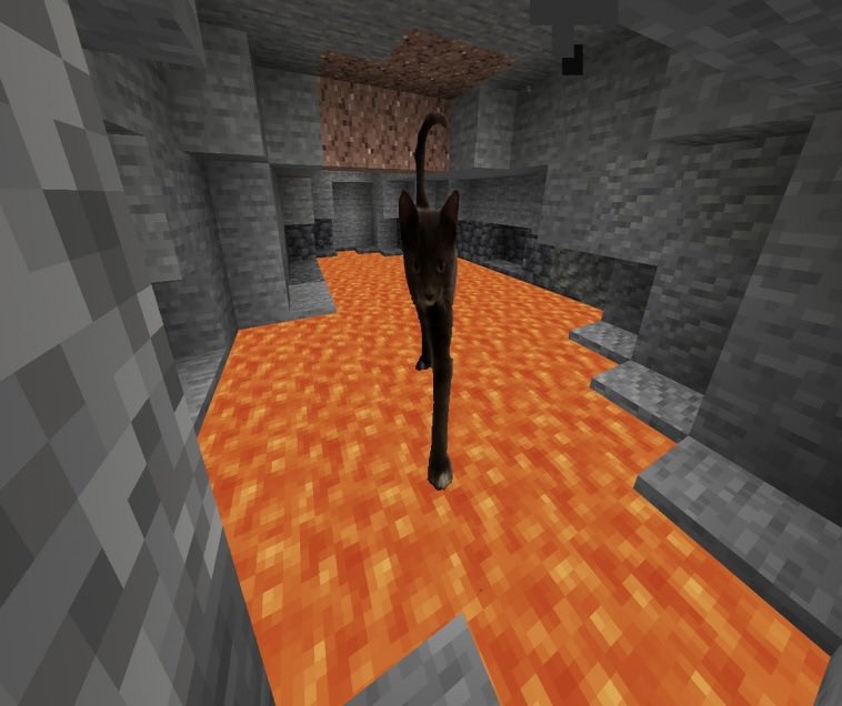 Flolovesoasis's tweet photo. Hi cat named schpood #schpood https://t.co/rnXQo0aJBg