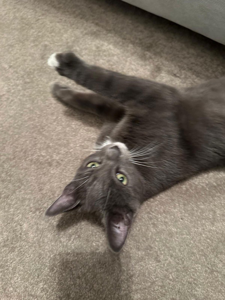 Flolovesoasis's tweet photo. Hi cat named schpood #schpood https://t.co/rnXQo0aJBg