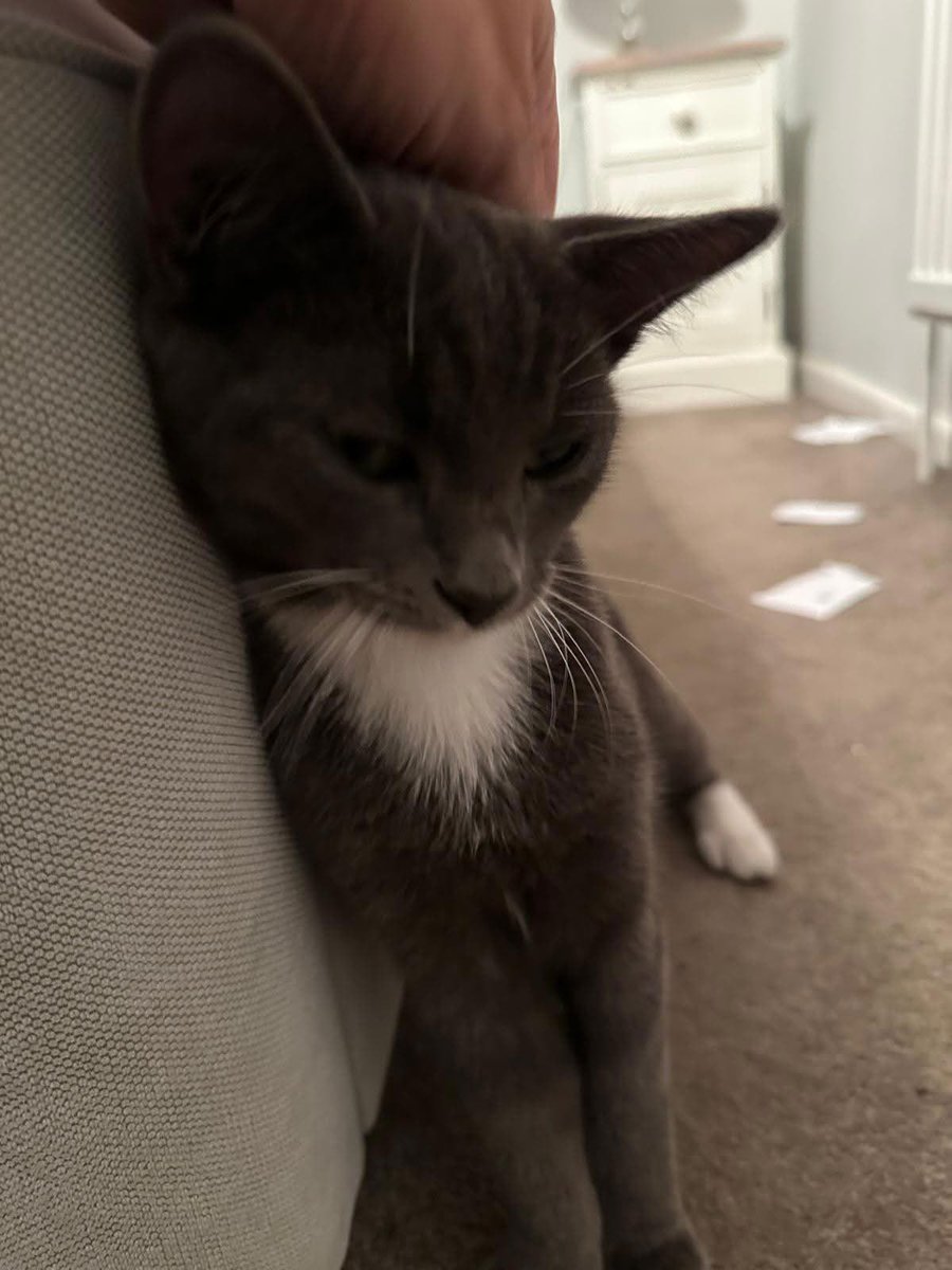 Flolovesoasis's tweet photo. Hi cat named schpood #schpood https://t.co/rnXQo0aJBg