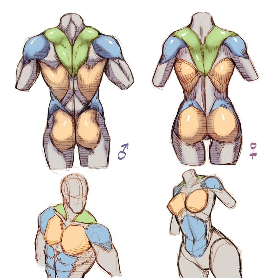 popycornio's tweet photo. Ever wondered how muscle composition changes the way male and female characters are drawn? The differences are all in the structure. https://t.co/3blolfqdNv