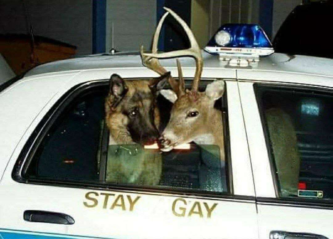 deershouldnt's tweet photo. https://t.co/EhnTjfQOWa