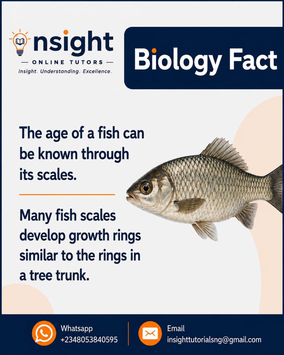 Insight_Tutors_'s tweet photo. Did you know this about fish scales? https://t.co/EDb7uax7gO