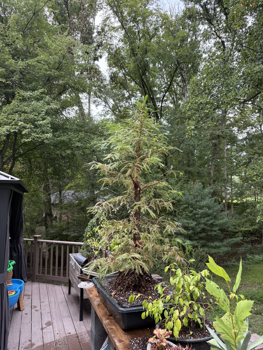 JesterInABarrel's tweet photo. @heckcdr_ I grow my own stuff https://t.co/Jn80DOasxL