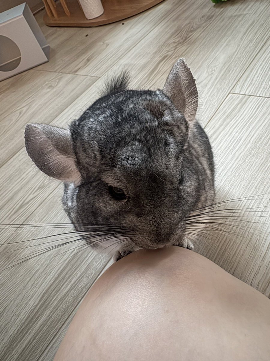 aaaaapoke's tweet photo. #チンチラのいる暮らし 
#もいもいねずみ https://t.co/aGG0o1YvXb