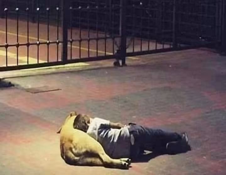 uzay_murat1's tweet photo. Sokak köpeği yada sokak çocuğu yoktur.
Vicdanını kaybetmiş toplum vardır.. https://t.co/nUIuvTFAqW