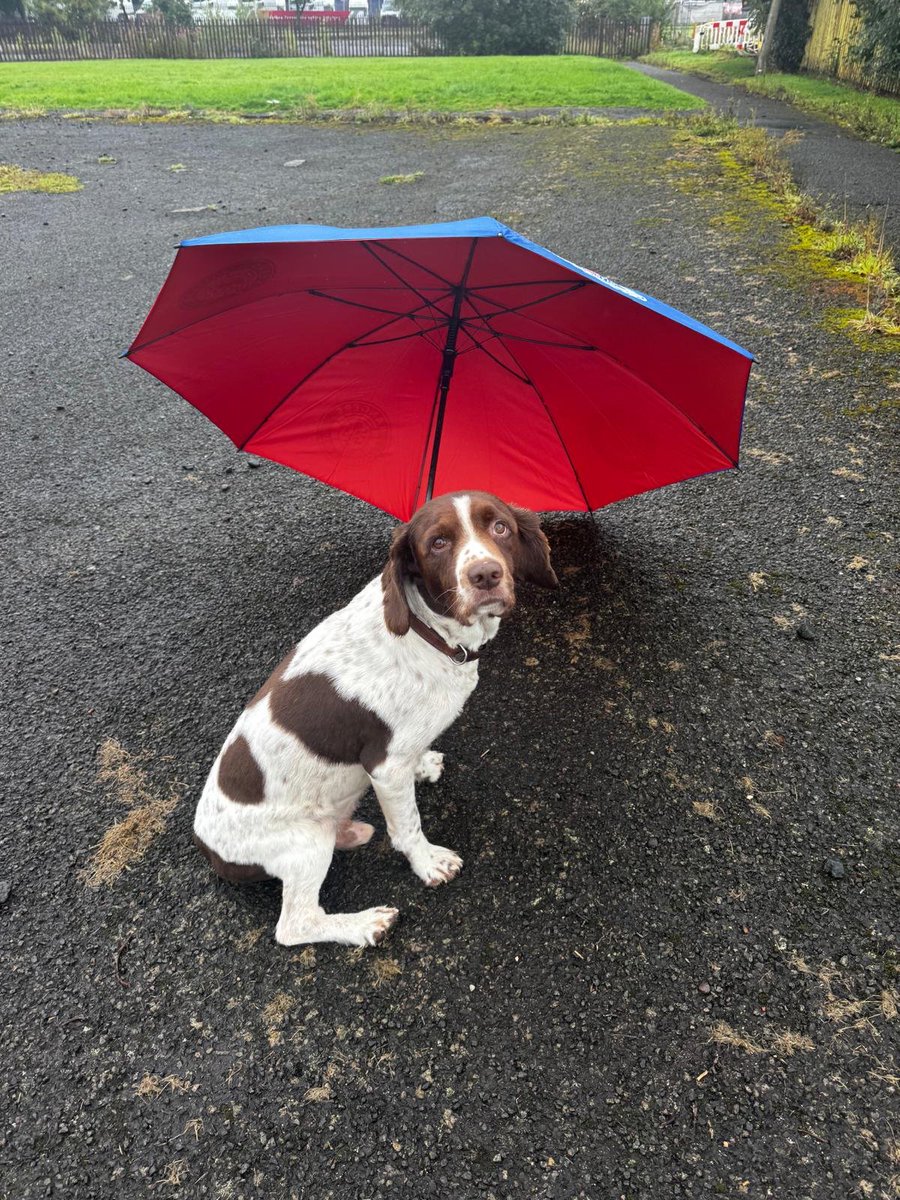 bfn33's tweet photo. @followwollof66 Not mine it's a mates dug called Ben https://t.co/j0qfb4VtvG