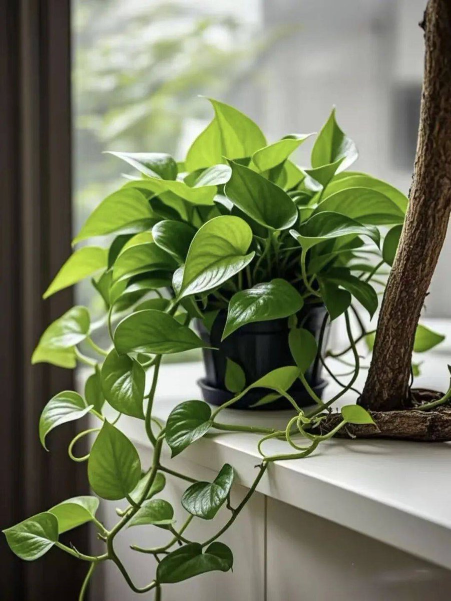 GuMZaZa's tweet photo. Quick tip for your pothos! Water when the top 2 inches of soil feel dry, and keep it in bright indirect light—this low-maintenance plant will thrive for years! https://t.co/8iGXB7b1Ew