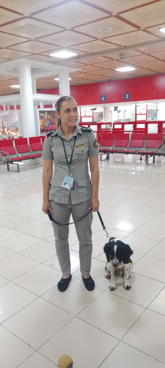 AduanaJM's tweet photo. Los canes de la @AduanaJM son la primera línea de defensa en nuestras fronteras. 🐕‍🦺✈️

Su olfato experto y la preparación constante de sus instructores garantizan la detección de drogas y explosivos, protegiendo a #Cuba desde el principal puerto aéreo del país. 

#AduanadeCuba https://t.co/XO9V0jveXV