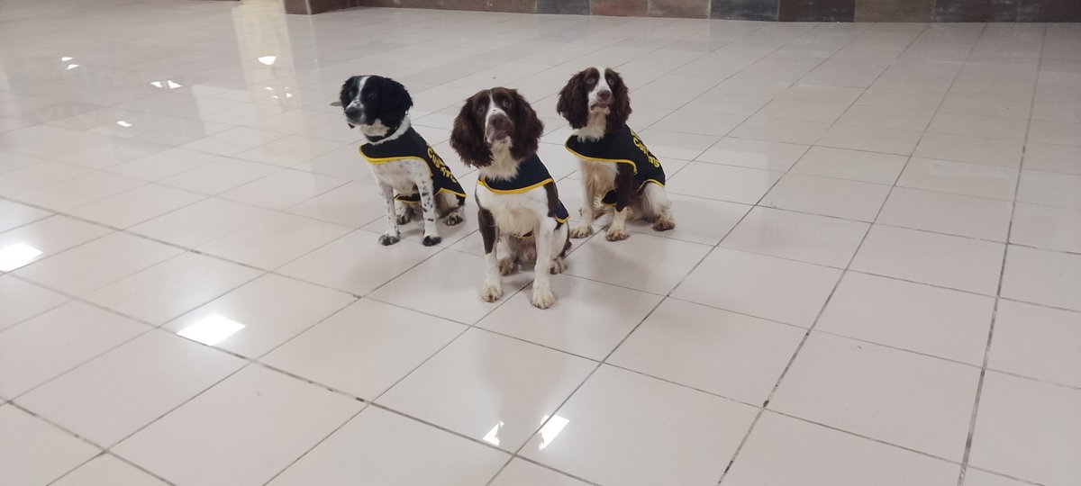 AduanaJM's tweet photo. Los canes de la @AduanaJM son la primera línea de defensa en nuestras fronteras. 🐕‍🦺✈️

Su olfato experto y la preparación constante de sus instructores garantizan la detección de drogas y explosivos, protegiendo a #Cuba desde el principal puerto aéreo del país. 

#AduanadeCuba https://t.co/XO9V0jveXV