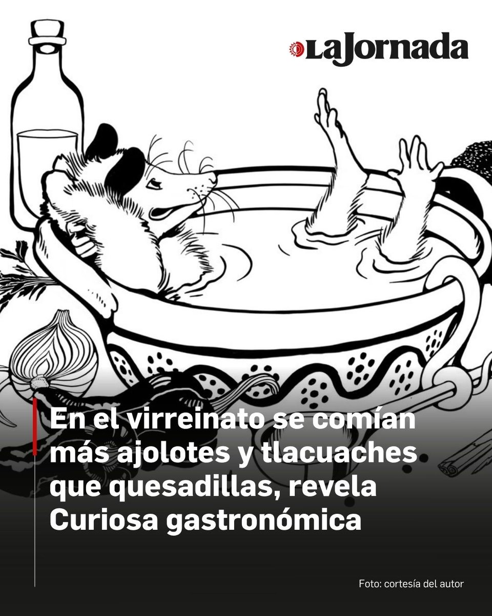 lajornadaonline's tweet photo. ❎ El consumo de ajolote (que en cierta época superó en recetas a las quesadillas), el caldo de tlacuache y la carne de zorro, las ranas y la persecución de la homosexualidad en el virreinato, así como la crítica a la idea del canibalismo en Mesoamérica son algunos temas del libro 'Curiosa gastronómica', del investigador Dante Hernández Juárez.

El autor mencionó que halló tres recetas para preparar ajolotes en un texto de finales del siglo XIX y, en comparación, había dos recetas de quesadillas.

Ese animal anfibio, ahora en peligro de extinción, se comía en salsa verde, chile amarillo, caldo rojo o en tamal, algo que se abandonó con el tiempo.

Lee más aquí: https://t.co/9sDxyYwnJt