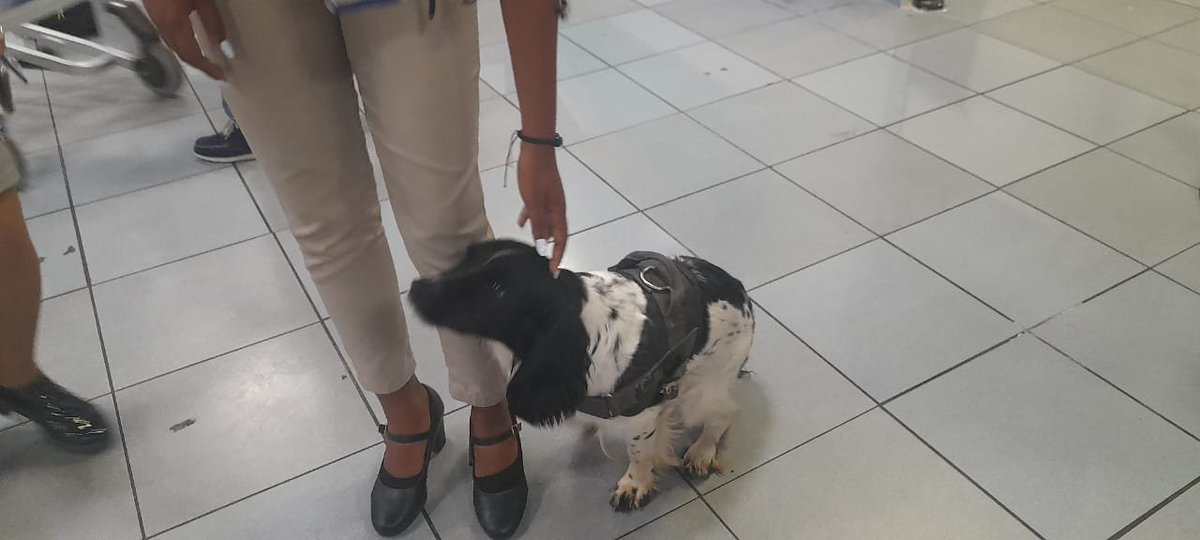 AduanaJM's tweet photo. Los canes de la @AduanaJM son la primera línea de defensa en nuestras fronteras. 🐕‍🦺✈️

Su olfato experto y la preparación constante de sus instructores garantizan la detección de drogas y explosivos, protegiendo a #Cuba desde el principal puerto aéreo del país. 

#AduanadeCuba https://t.co/XO9V0jveXV