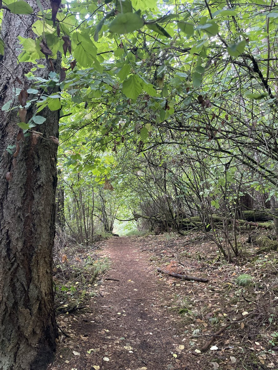 zemyyna's tweet photo. Today I walked 5 miles in the woods https://t.co/4AcXqtGLxE