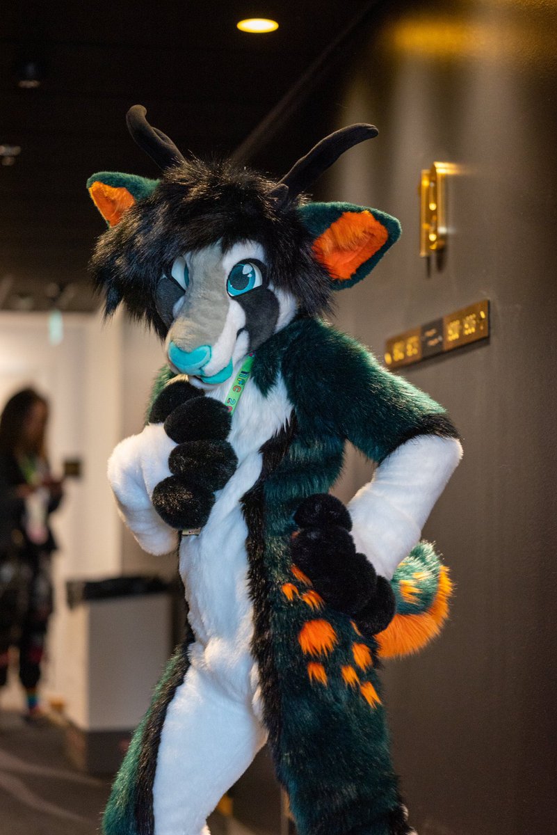 SoftieShep's tweet photo. Hey guys still trying to sell my deer fursuit. I’m open to offers (but not trades) and payment plans. More info in link bellow. Retweets appreciated https://t.co/NgWSLaJLwj