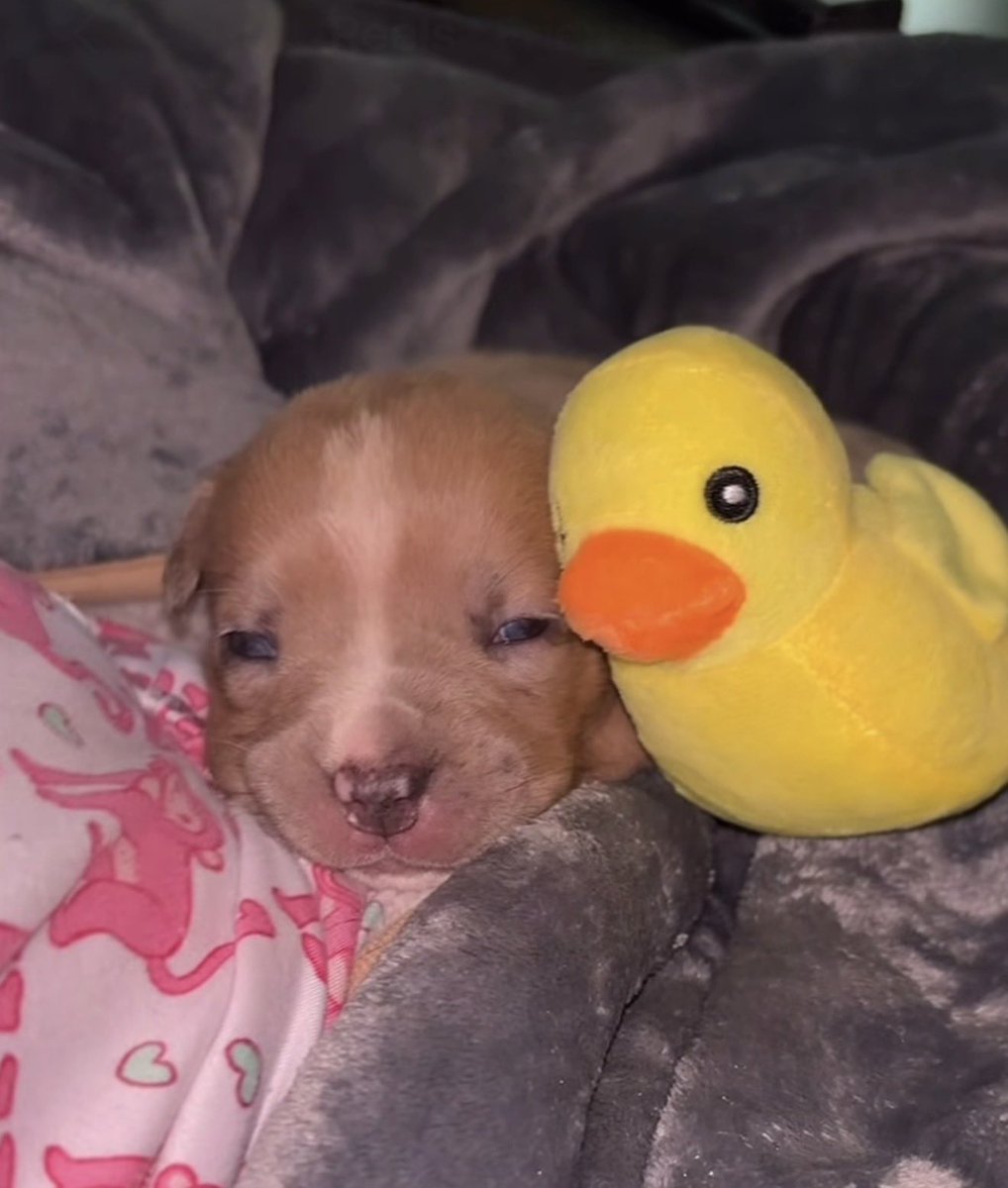 fruitpibble's tweet photo. (っ˕ -｡)ᶻ 𝗓 𐰁 https://t.co/X0S9fYvBP1