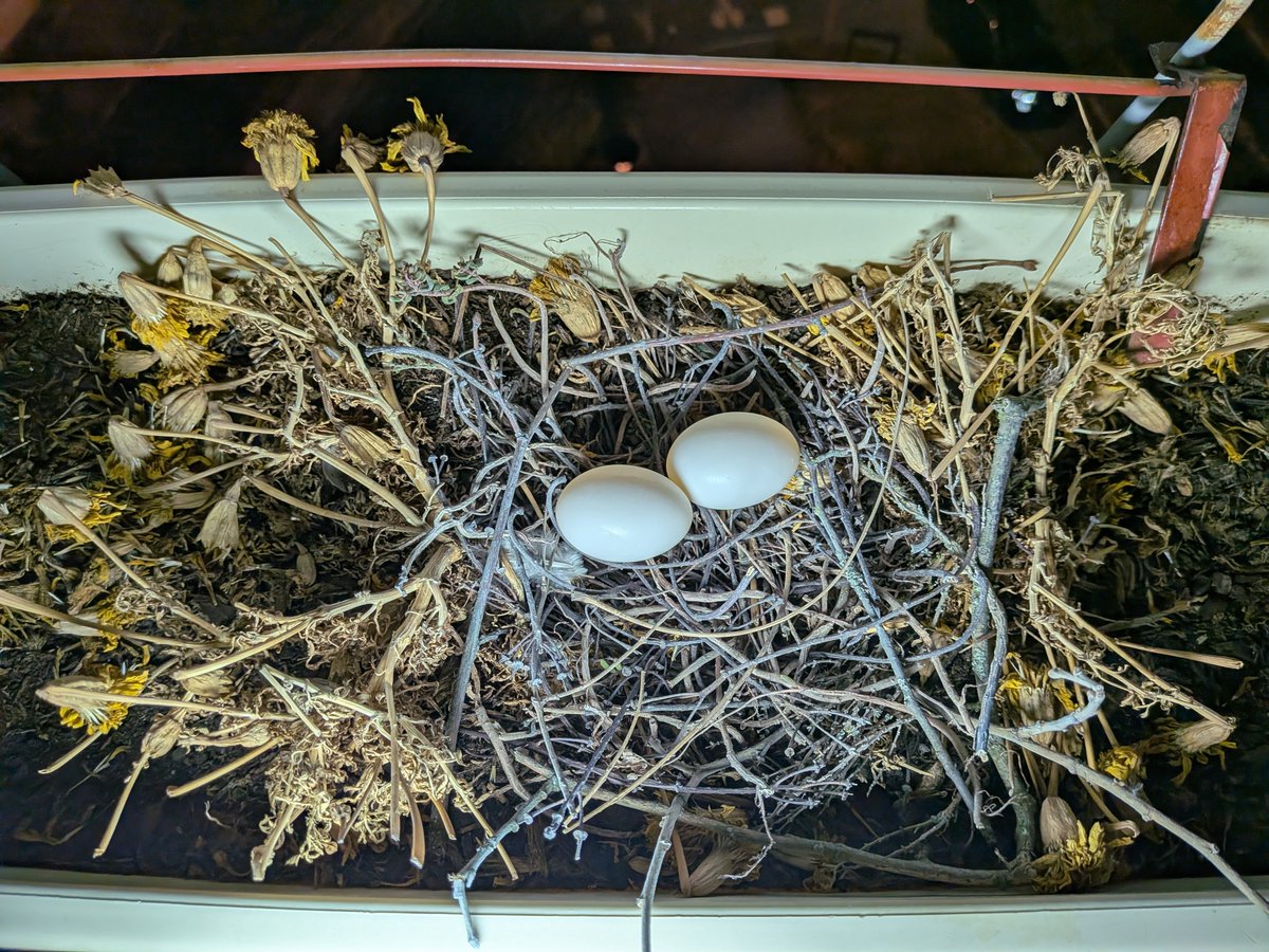 estelbbh78's tweet photo. À force de rôder sur le balcon (c'était pas faute de les faire fuir en plus 😵‍💫) le couple de pigeons ramiers a réussi à faire un nid déjà plein dans une jardinière 😱 https://t.co/jd5Ml9rZWf
