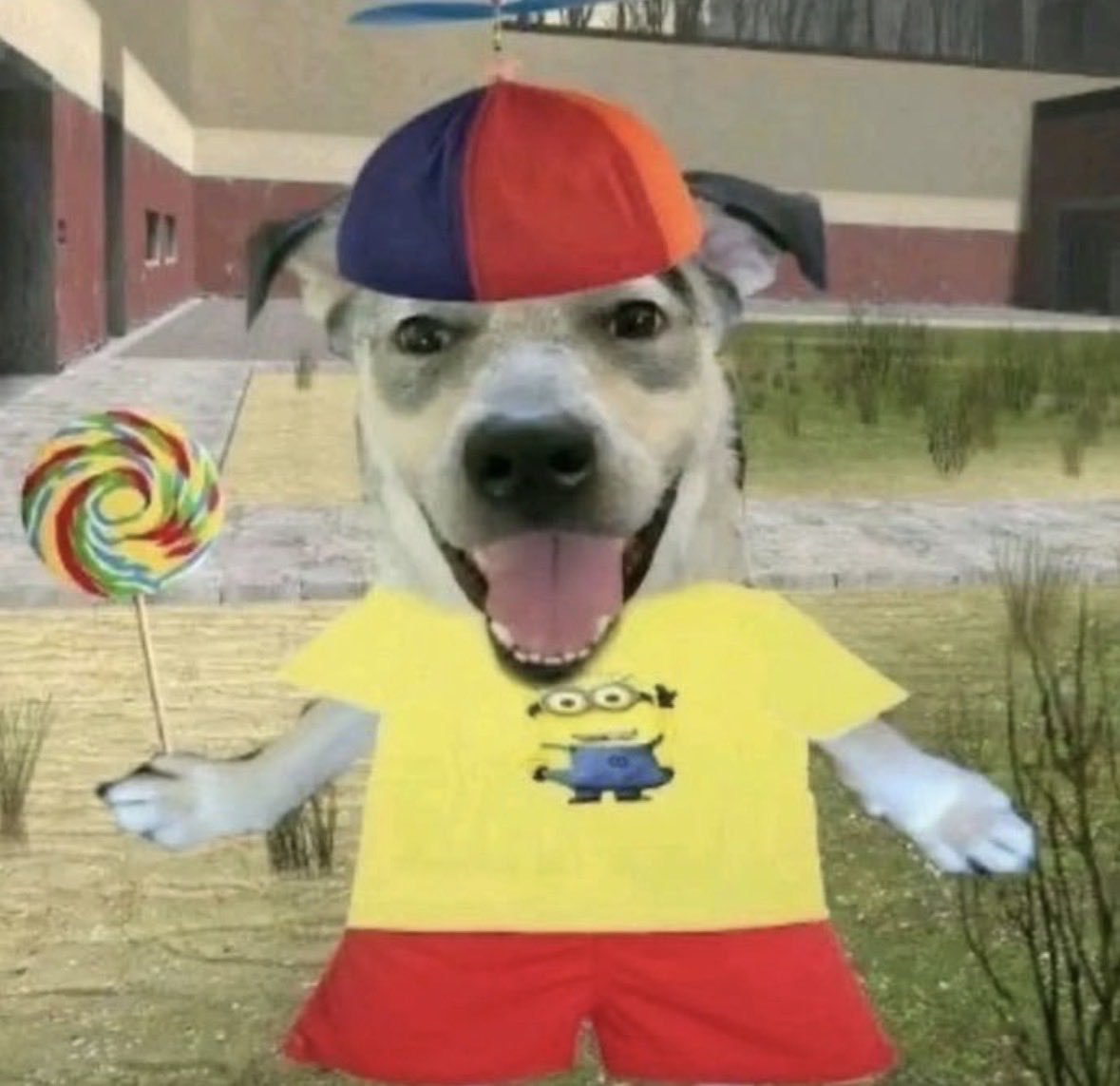 jessi_sbb's tweet photo. odeio gostar muito de um filme e procurar ele no letterboxd e ver todo mundo acabando com a raça do filme, achando ele péssimo… me sinto esse cachorro boboca gostando de tudo sem critério pra nada https://t.co/umP4VoxaWj