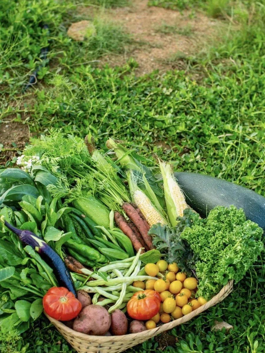 EmirSimsekqwbs's tweet photo. Fresh local seasonal veggies just in! Grab your greens for this weekend’s healthy meals—no fancy stuff, just flavor u0026 nutrition. https://t.co/EhCGhir5wr