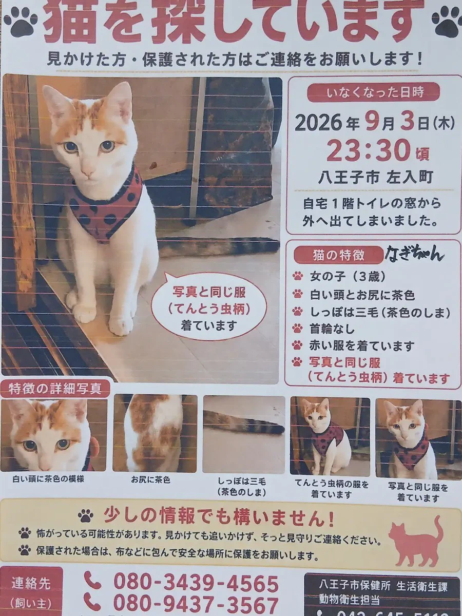 No Cats No Life on X: 