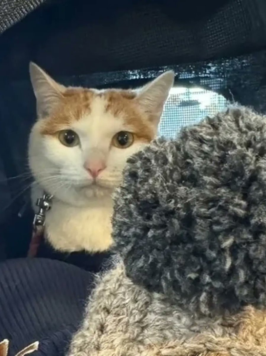 No Cats No Life on X: 