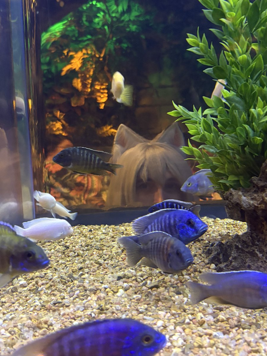 OGBeefsTwo's tweet photo. rainforest cafe hates to see me coming https://t.co/O3PmYAKdVY
