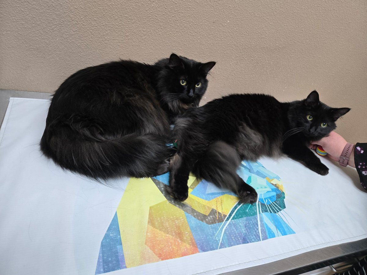 Serenity_dmn's tweet photo. @AJamesMcCarthy Here's our adopted Void twins, Sparky &amp; Stormy, plus a cameo from our backyard rescue Persephone. https://t.co/A3OBtsON3u