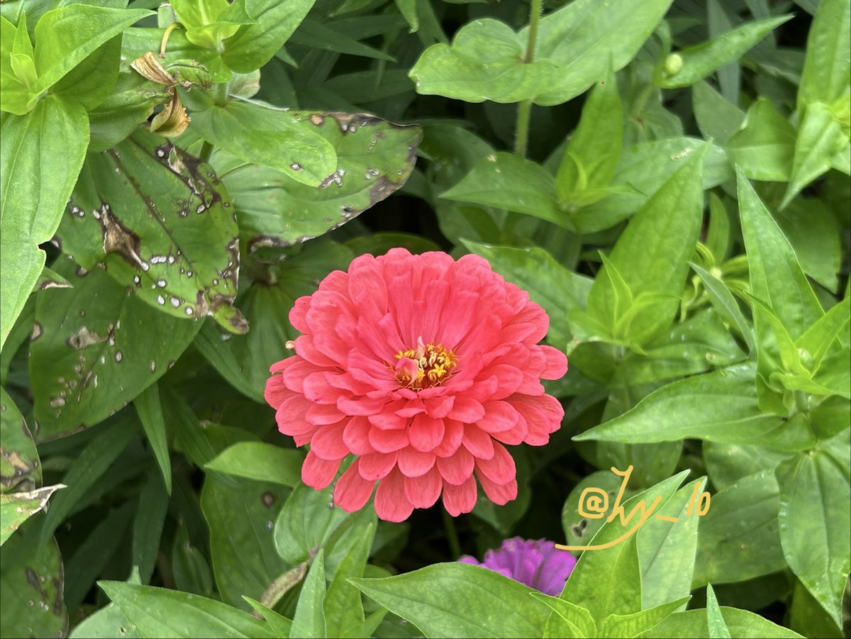 ivy_l0's tweet photo. Blooming in autumn. #flower #photograghy #graden #nature https://t.co/y5am0r8zmH